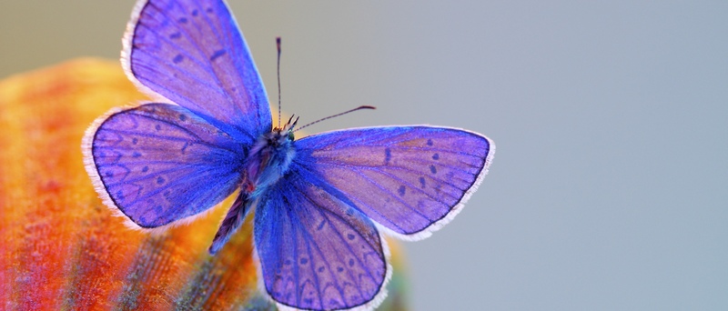 Все о бабочках в Владимире | ЗооТом портал о животных