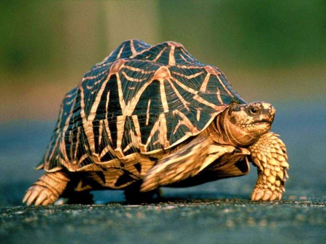 Все о черепахах в Владимире | ЗооТом портал о животных