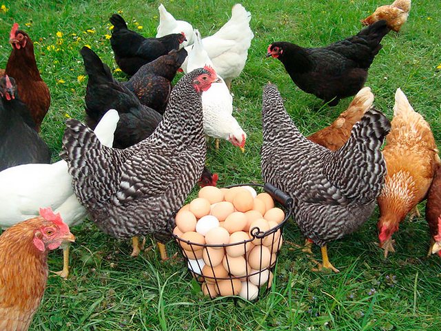 Содержание кур и уход за ними | ЗооТом - продажа, вязка и услуги для животных в Владимире