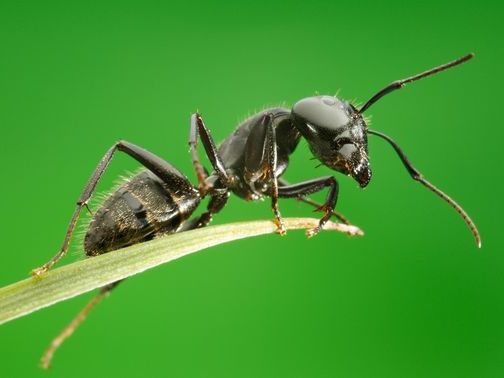 Все о муравьях в Владимире | ЗооТом портал о животных