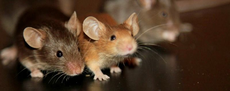 Все о мышах в Владимире | ЗооТом - продажа, вязка и услуги для животных в Владимире