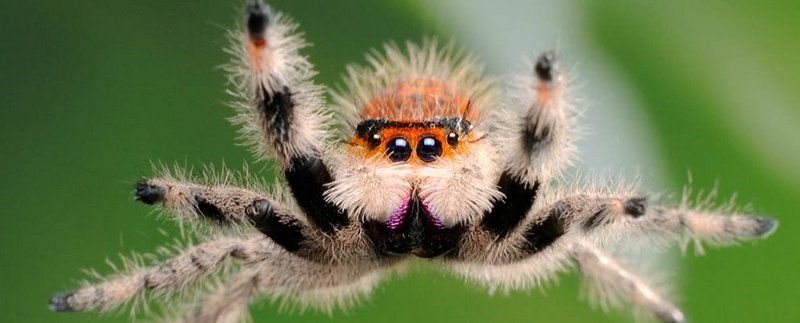 Все о пауках в Владимире | ЗооТом портал о животных
