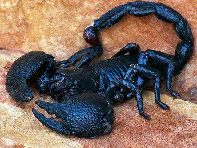 Все о скорпионах в Владимире | ЗооТом портал о животных