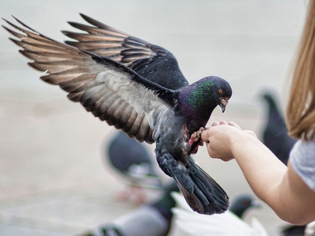 Все о голубях | ЗооТом - продажа, вязка и услуги для животных в Владимире