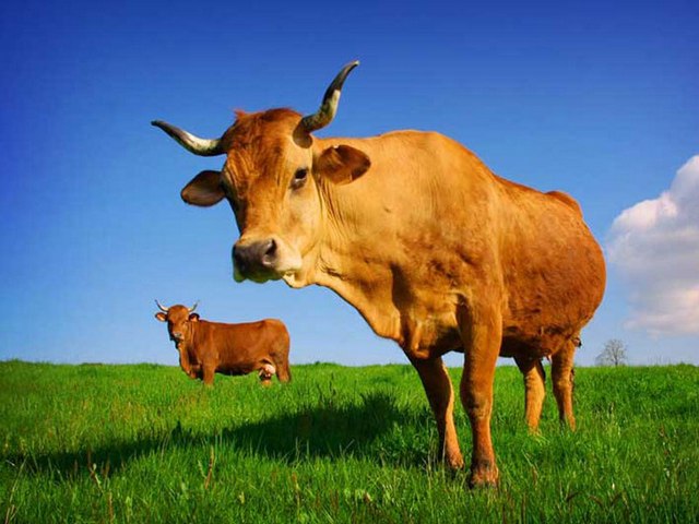 Все о коровах в Владимире | ЗооТом портал о животных