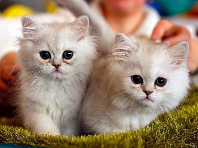 Породы кошек в Владимире | ЗооТом портал о животных