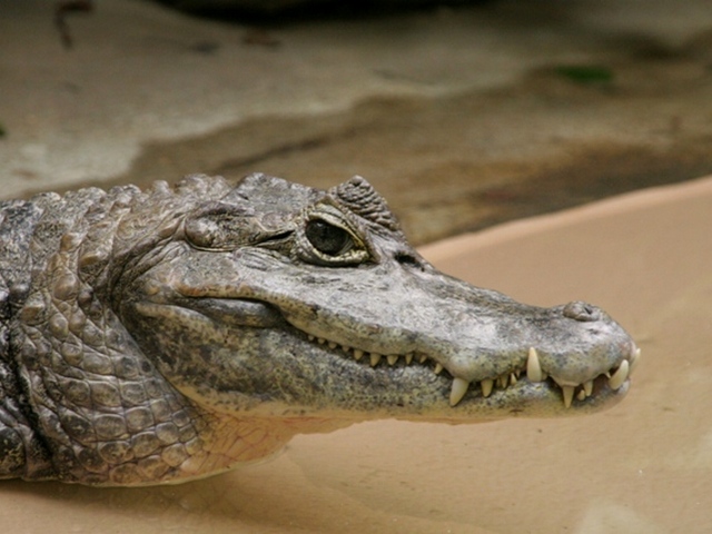 Все о крокодилах в Владимире | ЗооТом портал о животных