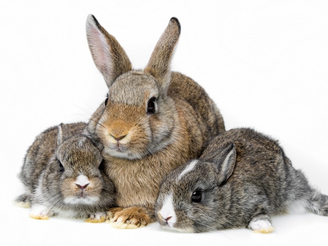 Все о кроликах в Владимире | ЗооТом портал о животных