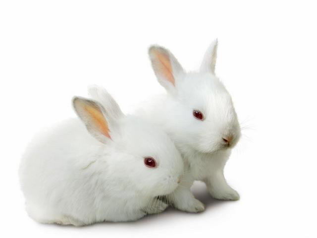 Все о кроликах в Владимире | ЗооТом портал о животных