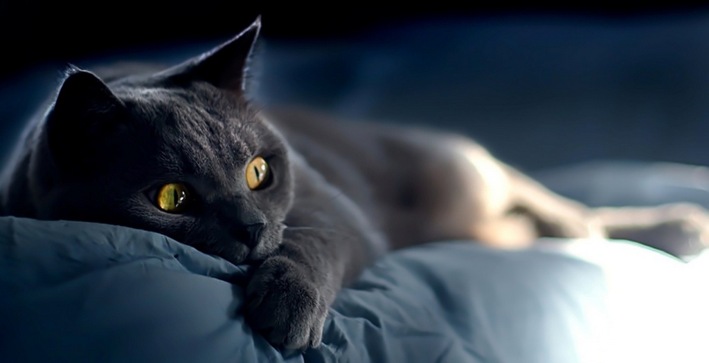 Объявления о кошках | ЗооТом - продажа, вязка и услуги для животных в Владимире