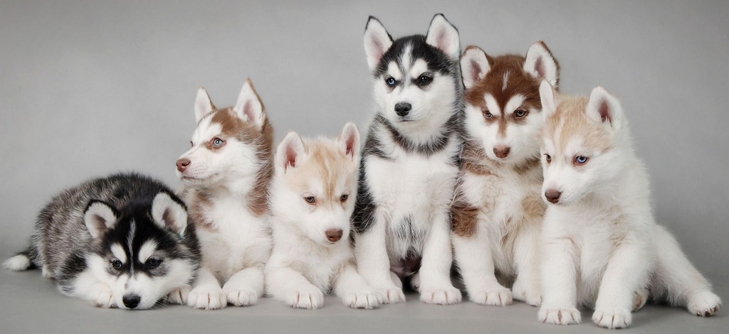 Объявления о собаках | ЗооТом - продажа, вязка и услуги для животных в Владимире