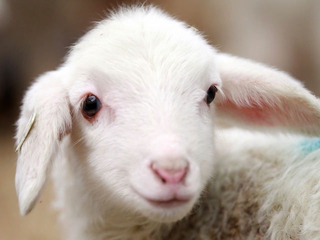 Овцы и бараны в Владимире | ЗооТом портал о животных