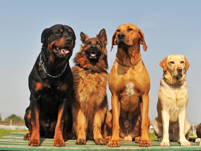 Крупные породы собак в Владимире | ЗооТом портал о животных