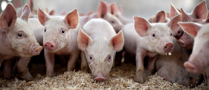 Все о свиньях в Владимире | ЗооТом портал о животных