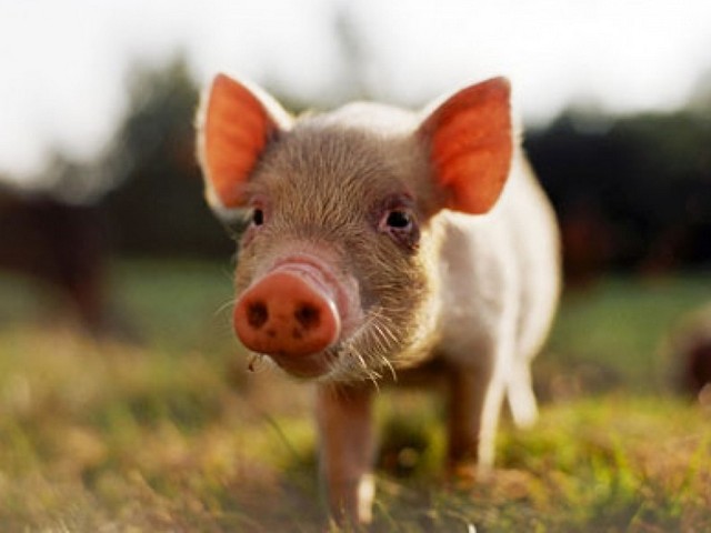 Все о свиньях в Владимире | ЗооТом портал о животных